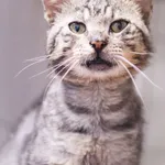 Kot do adopcji, Zielona Góra, 25 lipca 2023