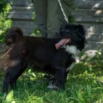 Pies do adopcji, Bełchatów, 19 maja 2023