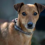 Pies do adopcji, Bełchatów, 11 maja 2023