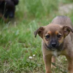 Pies do adopcji, Ropczyce, 26 lipca 2023
