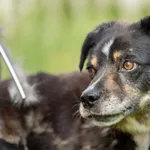 Pies do adopcji, Bełchatów, 28 kwietnia 2021