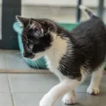 Kot do adopcji, Sopot, 26 lipca 2023