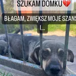 Pies do adopcji, Korabiewice, 27 lipca 2023