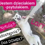 Pies do adopcji, Korabiewice, 27 lipca 2023