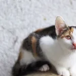 Kot do adopcji, Dłużyna Górna, 28 lipca 2023