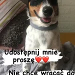 Pies do adopcji, Korabiewice, 27 lipca 2023