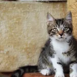 Kot do adopcji, Dłużyna Górna, 28 lipca 2023