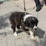 Znaleziono psa, Łódź, 29 lipca 2023