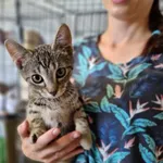 Kot do adopcji, Świdnica, 9 lipca 2023