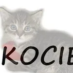 Kot do adopcji, Kraków, 23 lipca 2023