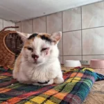 Kot do adopcji, Orzechowce, 29 lipca 2023