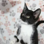 Kot do adopcji, Nowy Dwór Mazowiecki, 26 lipca 2023