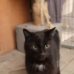 Kot do adopcji, Częstochowa, 25 maja 2023