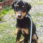 Pies do adopcji, Młodolino, 26 lipca 2023