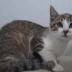 Znaleziono kota, Pieckowo, 31 lipca 2023