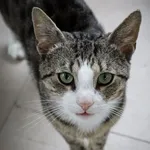 Kot do adopcji, Piła, 17 czerwca 2023