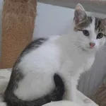 Znaleziono kota, Pieckowo, 31 lipca 2023