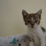 Kot do adopcji, Oborniki, 8 lipca 2023