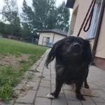 Znaleziono psa, Świdnica, 3 sierpnia 2023
