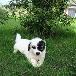 Znaleziono psa, Młodolino, 2 sierpnia 2023