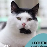 Kot do adopcji, Gdynia, 3 sierpnia 2023