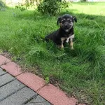 Znaleziono psa, Młodolino, 2 sierpnia 2023