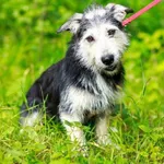 Pies do adopcji, Elbląg, 14 maja 2023