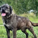 Pies do adopcji, Pieczyska, 4 sierpnia 2023