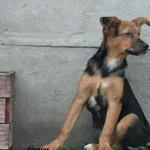 Pies do adopcji, Nowy Dwór Mazowiecki, 30 czerwca 2023