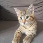 Kot do adopcji, Świdnica, 5 czerwca 2023