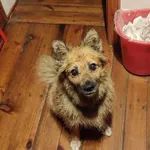 Znaleziono psa, Borzestowo, 4 sierpnia 2023