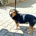 Znaleziono psa, Jędrzejewo, 13 listopada 2023