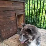 Znaleziono psa, Przemyśl, 5 sierpnia 2023