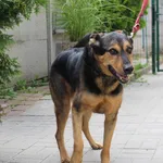 Znaleziono psa, Łódź, 4 sierpnia 2023