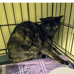 Znaleziono kota, Gdynia, 31 grudnia 2025