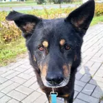Znaleziono psa, Szczecin, 5 sierpnia 2023