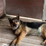 Znaleziono psa, Dąbrówka, 5 sierpnia 2023