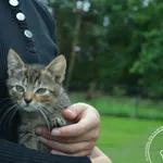 Kot do adopcji, Chełmek, 16 lipca 2023