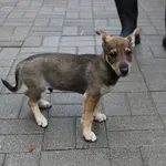 Znaleziono psa, Łódź, 5 sierpnia 2023