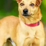Pies do adopcji, Elbląg, 5 sierpnia 2023