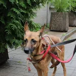 Znaleziono psa, Łódź, 5 sierpnia 2023