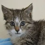 Kot do adopcji, Oborniki, 30 lipca 2023