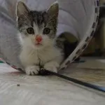 Kot do adopcji, Oborniki, 17 lipca 2023