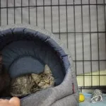 Kot do adopcji, Oborniki, 18 lipca 2023
