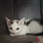 Kot do adopcji, Oborniki, 11 lipca 2023
