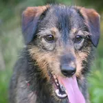 Pies do adopcji, Zielona Góra, 8 sierpnia 2023