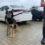 Znaleziono psa, Świdnica, 9 sierpnia 2023