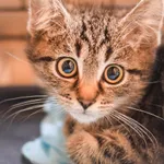 Kot do adopcji, Zielona Góra, 9 sierpnia 2023