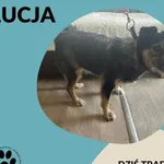 Znaleziono psa, Dąbrówka, 9 sierpnia 2023