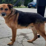 Znaleziono psa, Pieckowo, 8 sierpnia 2023